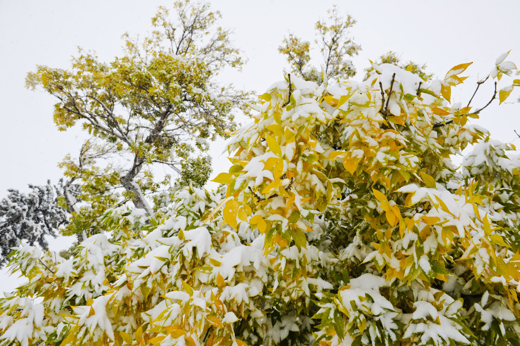 October Snow Storm